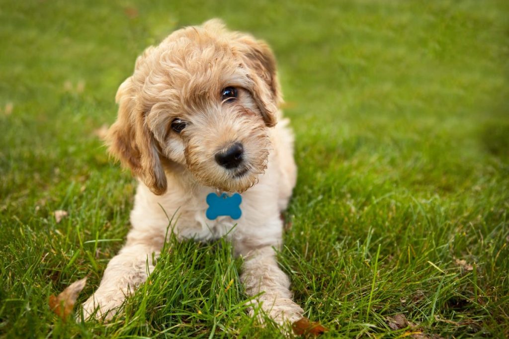 Goldendoodle puppy in the grass.