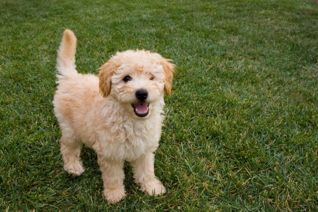 Goldendoodle puppy outdoors.