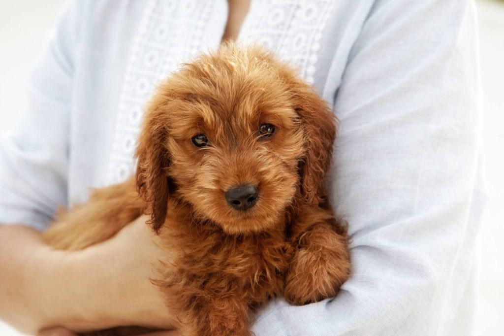 Goldendoodle puppy in human’s arms.