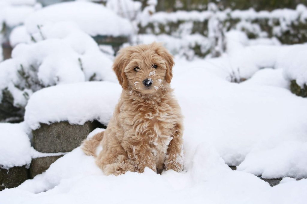 Goldendoodle puppy in the snow.