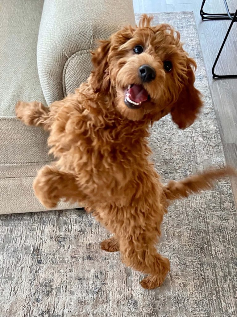 Playful Goldendoodle puppy at home.