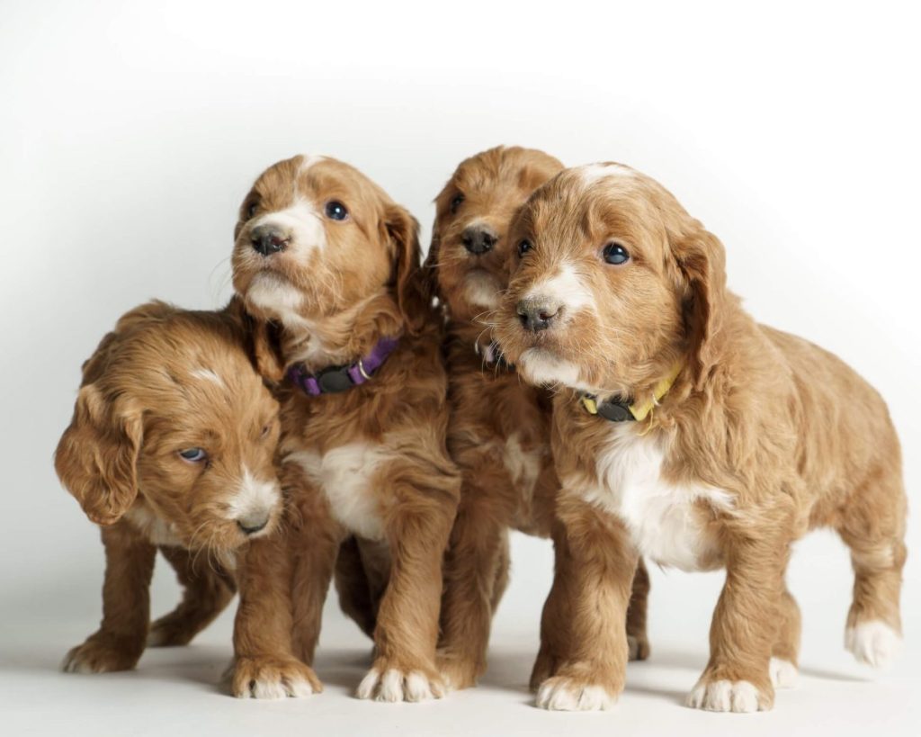 Four Goldendoodle puppies.