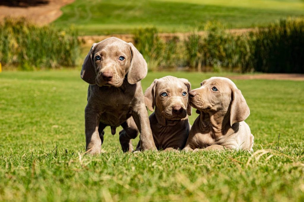 Three Weimaraner puppies outside.