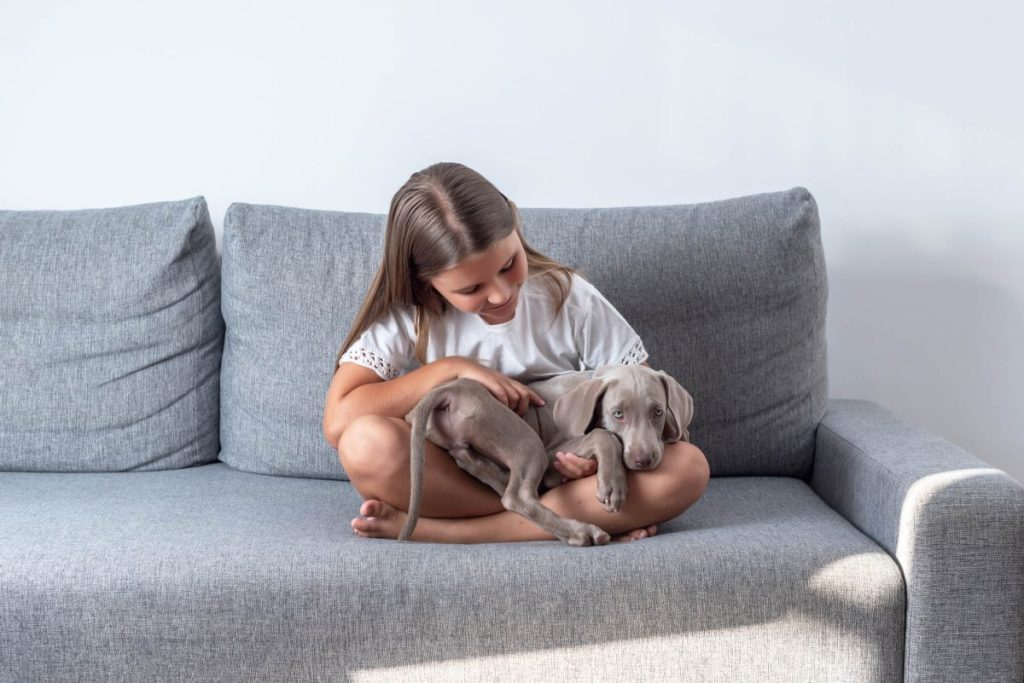 Girl sitting on couch with a Weimaraner puppy on her lap.