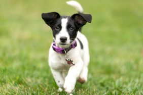 Jack Russell Terrier puppy running in the grass.