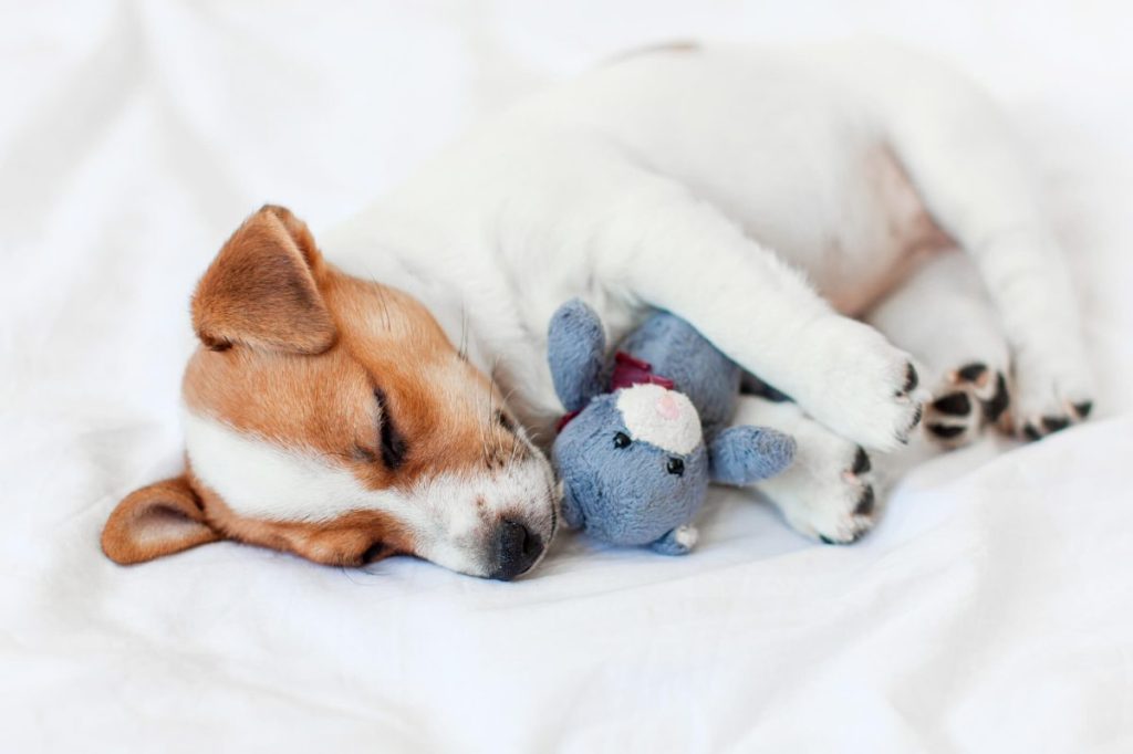 Jack Russell Terrier puppy sleeping with a soft toy.