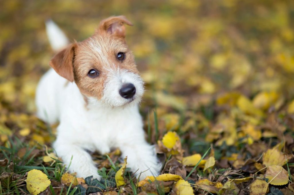 Jack Russell Terrier puppy outdoors.