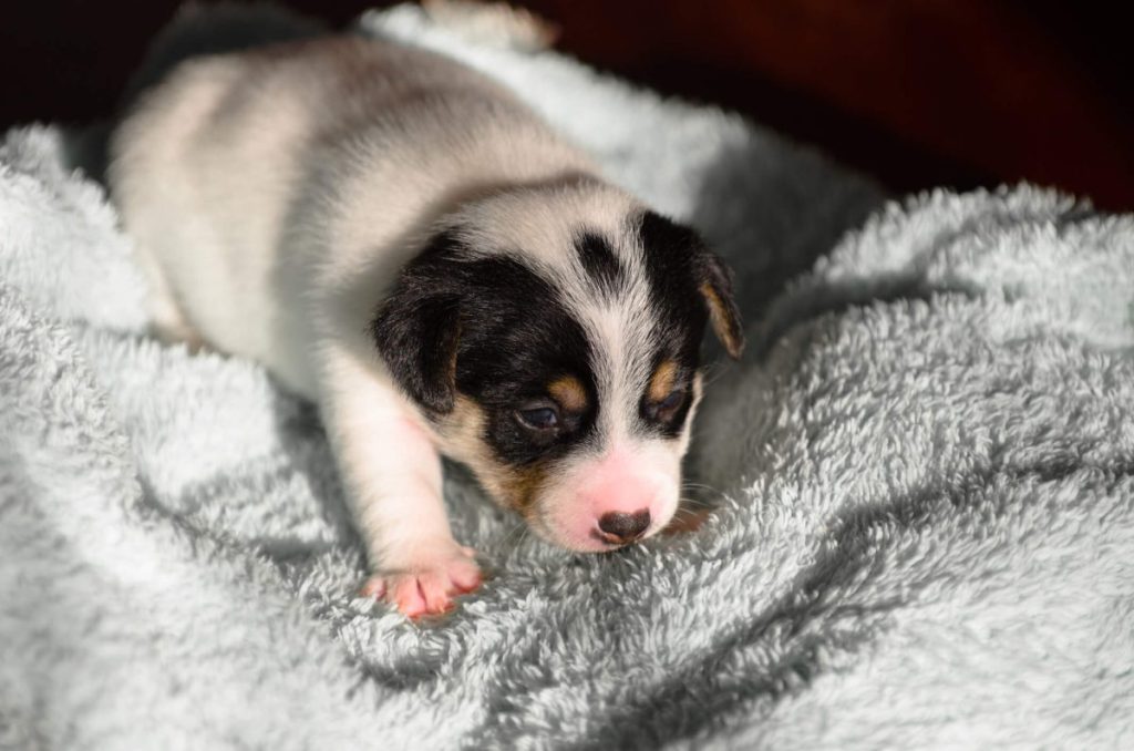 Newborn Jack Russell Terrier.