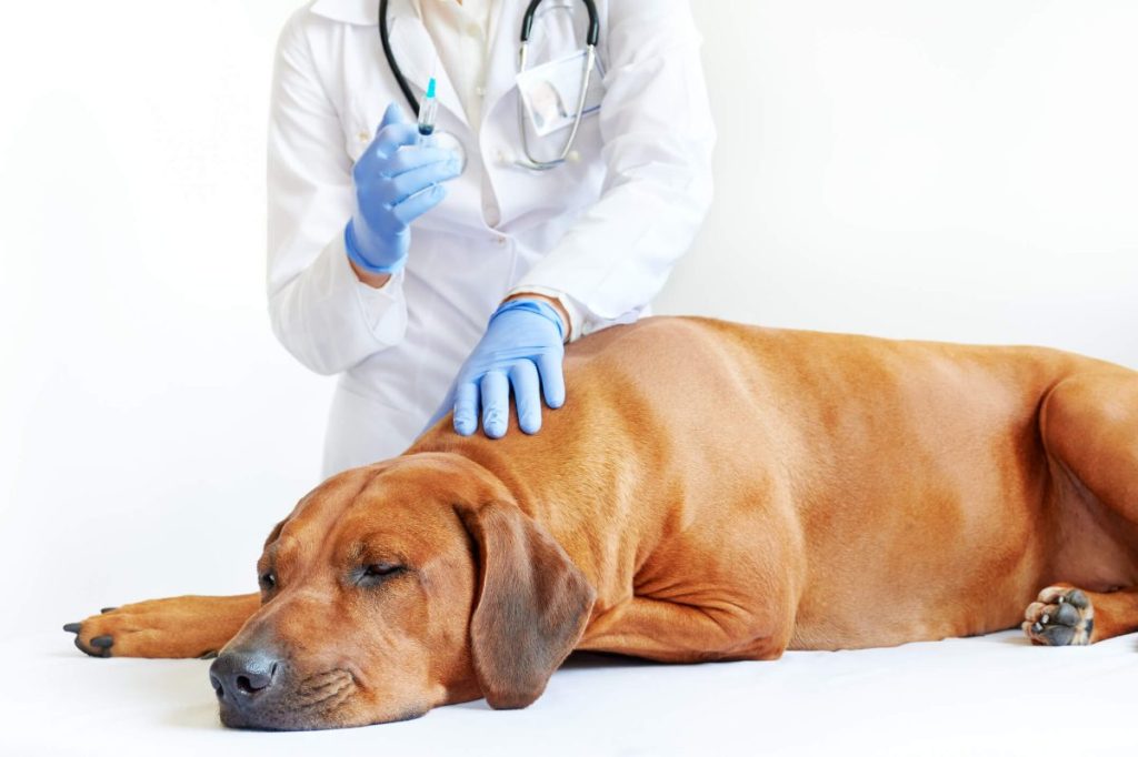 Vet administering xylazine injection to dog.