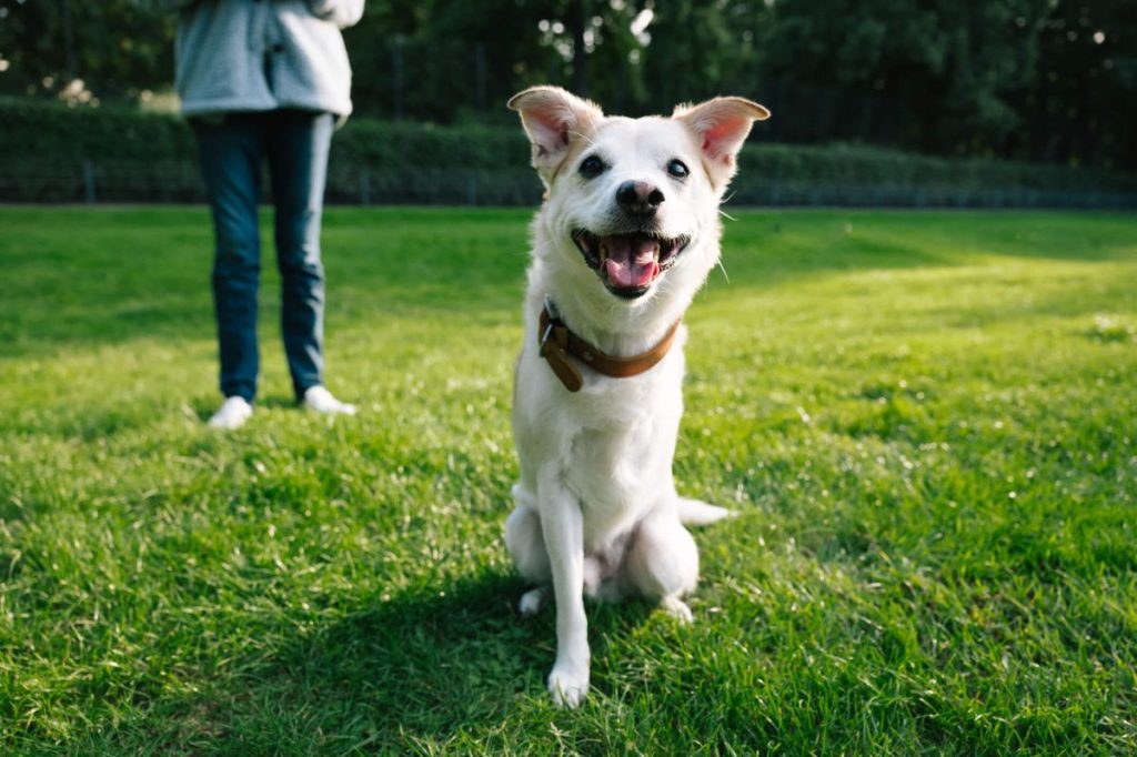 Three-legged dog outdoors with pet parent.