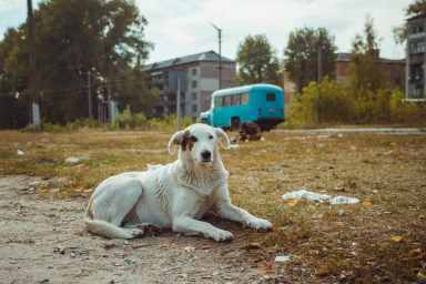 Stray dog in old radioactive zone in Chernobyl — abandoned ghost town after nuclear disaster.