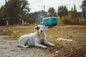 Stray dog in old radioactive zone in Chernobyl — abandoned ghost town after nuclear disaster.