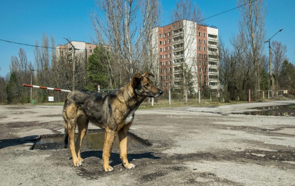 Stray dog roaming in Chornobyl.