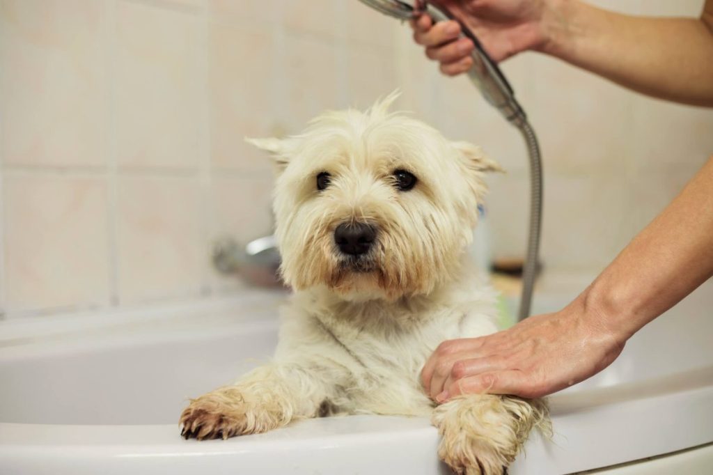 Pet parent giving a bath to their dog.