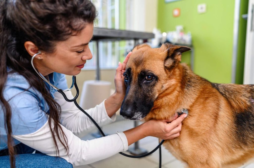 Vet diagnosing pet for canine influenza.