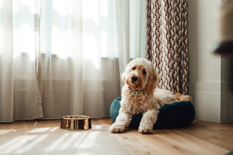 Goldendoodle resting in dog bed with a food bowl next to him in the room.