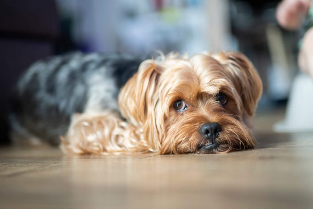 Yorkie laying on the floor.