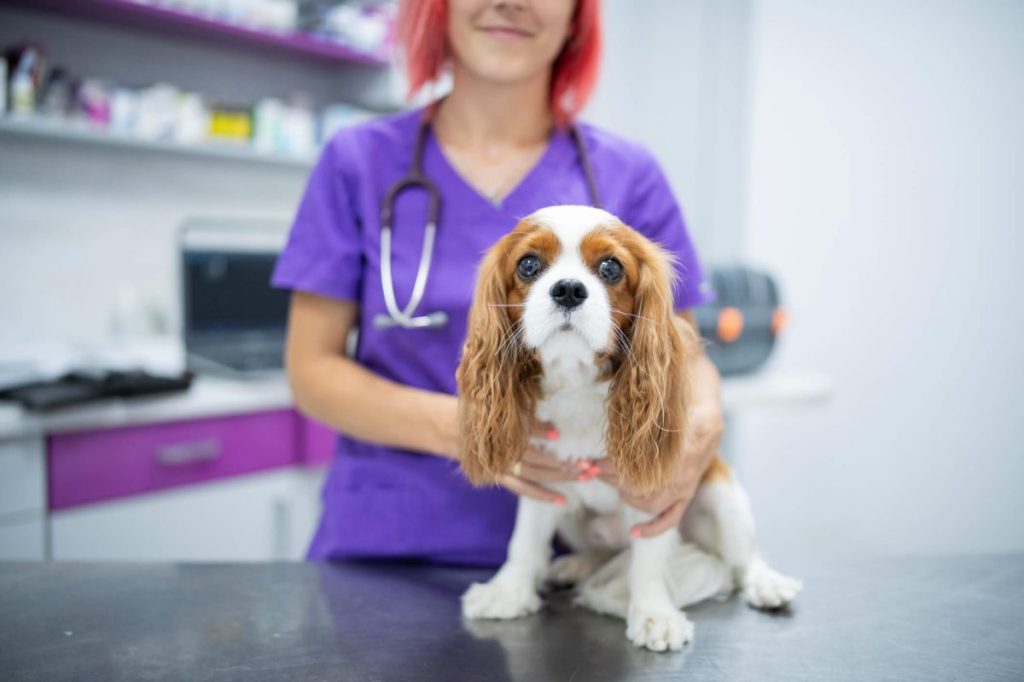 Cavalier King Charles Spaniel at the vet for a checkup, one of the dog breeds most susceptible to pyometra.