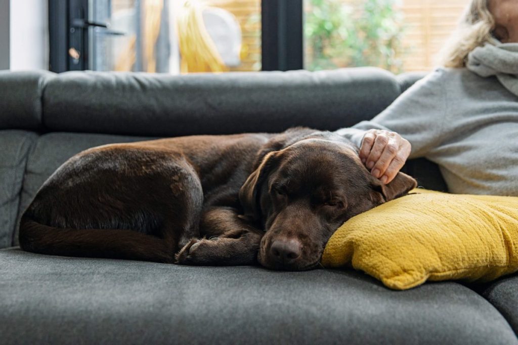 Tired Labrador Retriever on a couch with human hand petting the dog.