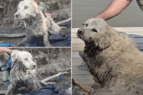 dog stuck under log saved