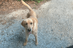 stray dog chasing a doggy daycare bus in Franklin County, Georgia