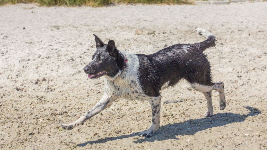 Australian Cattle Dog or Blue Heeler, similar to the one found paddling for life over a mile offshore, running on a beach in Florida, USA.