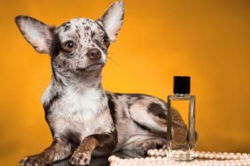 Chihuahua merle color with perfume, similar to the dog perfume launched by Dolce & Gabbana named Fefé.