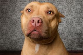 Pitbull looking at camera, similar to the dog who spent two years in a Florida shelter because of his shy personality.