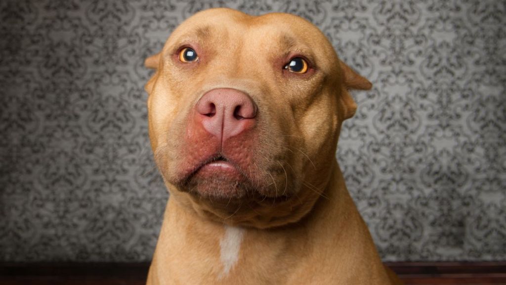 Pitbull looking at camera, similar to the dog who spent two years in a Florida shelter because of his shy personality.