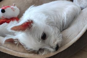 A West Highland White Terrier lying in their dog bed from feeling sick after ingesting marijuana.