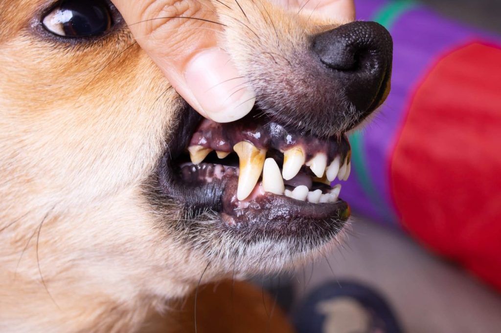 Tartar buildup on dog’s teeth.