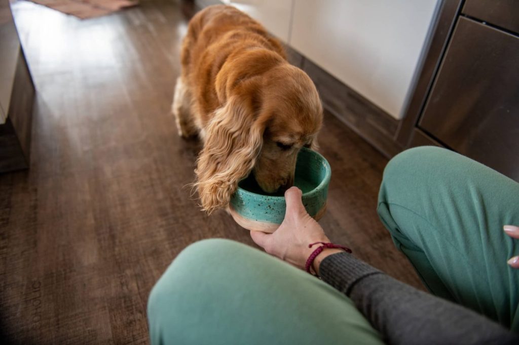 Pet parent feeding dog a diet for kidney health.