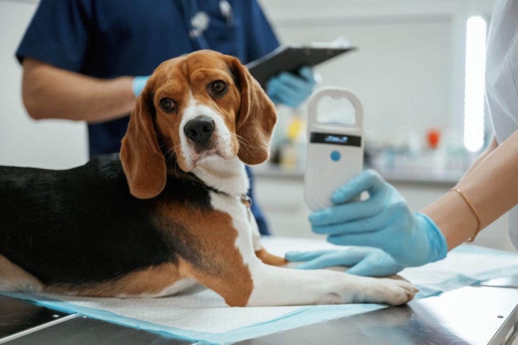 Beagle dog, suffering from familial kidney disease, at the vet for a checkup.