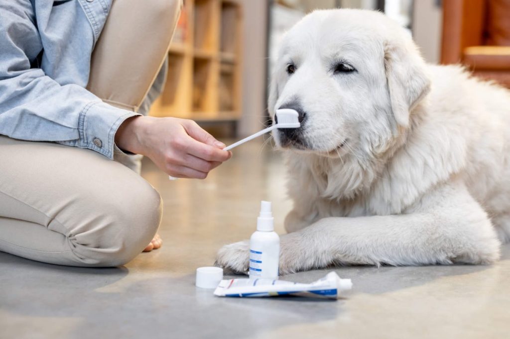 Dog with a toothbrush, toothpaste and, spray waiting for teeth cleaning.