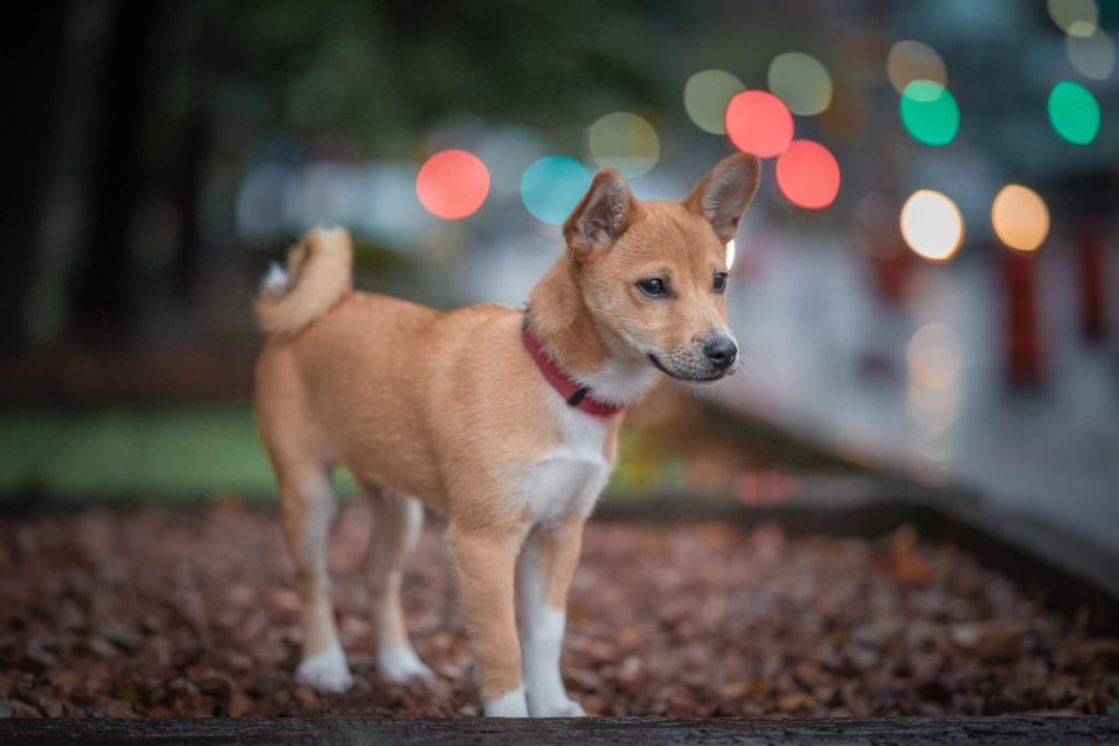 Basenji puppy outdoors in the city lights.