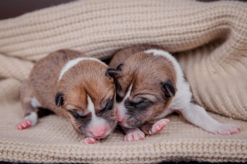 Two newborn Basenji puppies.