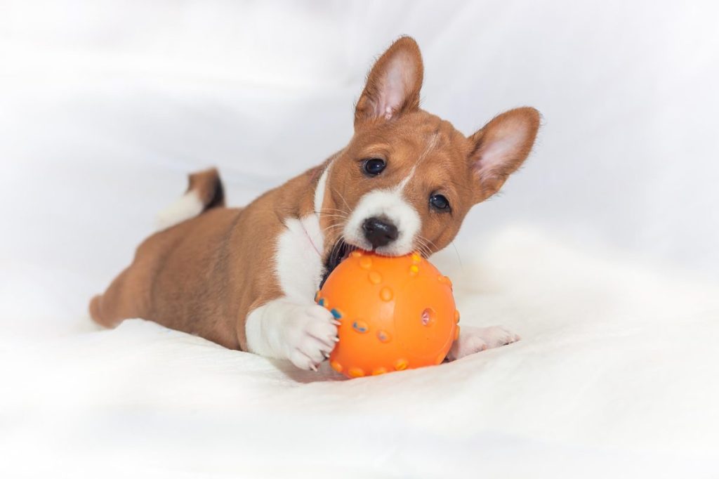 Young Basenji playing with a dog toy.