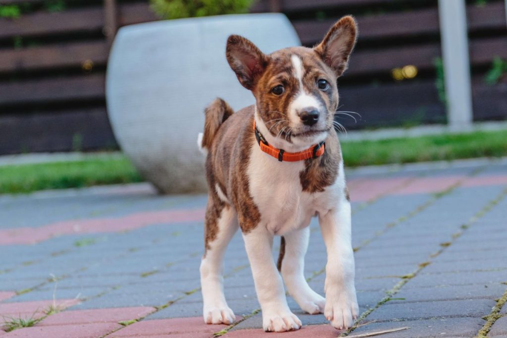 Basenji dog outdoors.