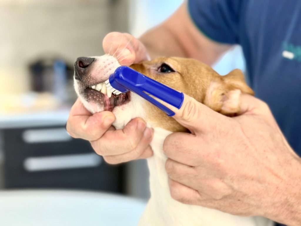 Veterinarian brushing dog’s teeth with a dog toothbrush.