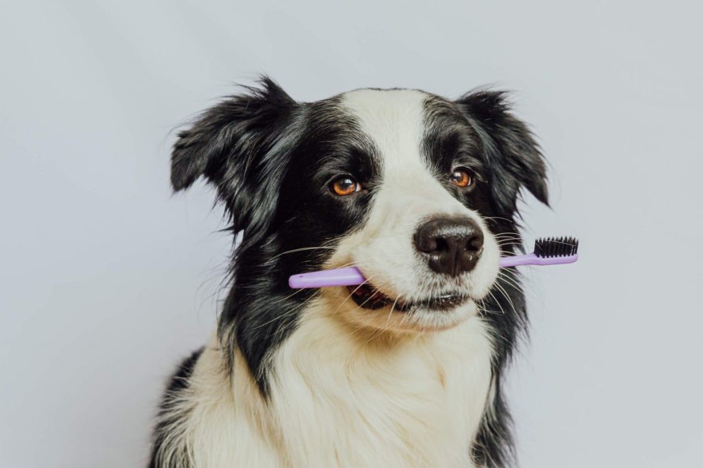 Cute Border Collie holding a toothbrush in mouth.