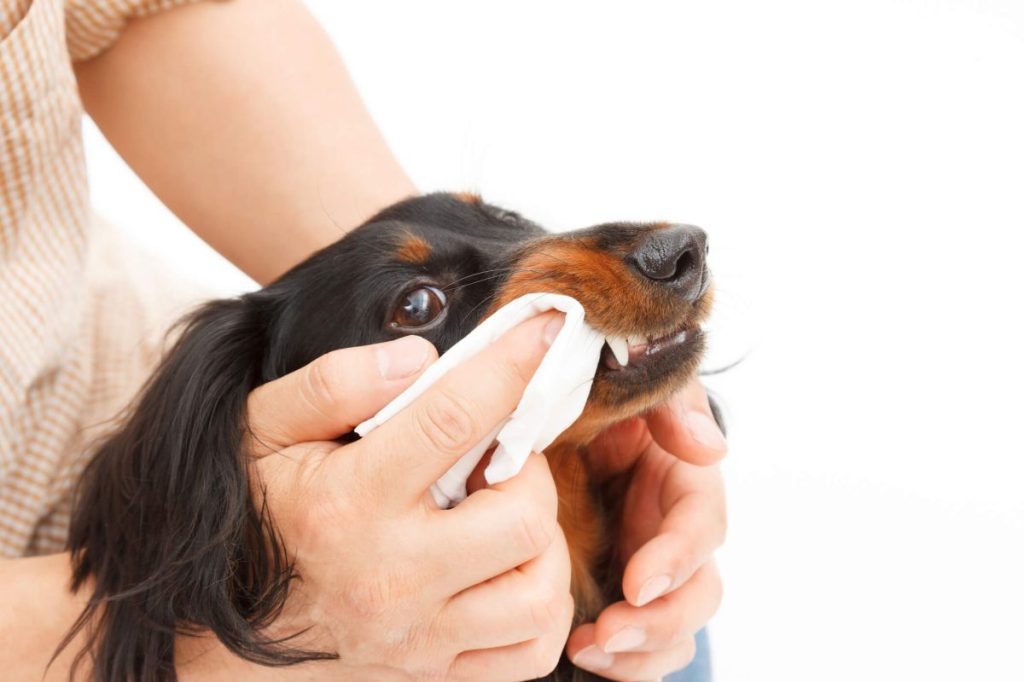 Pet parent using dental wipes to clean dog’s teeth.