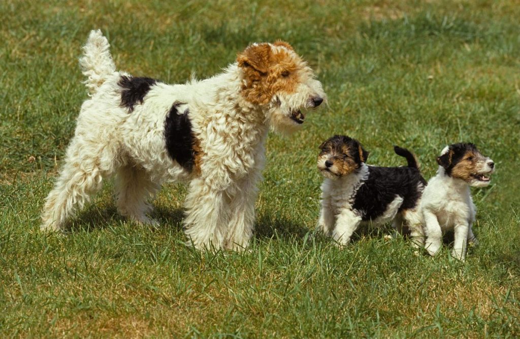 Female Wire Fox Terrier with her two puppies.