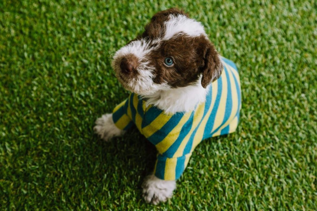 Fox Terrier puppy dressed in a striped suit on a background of grass.