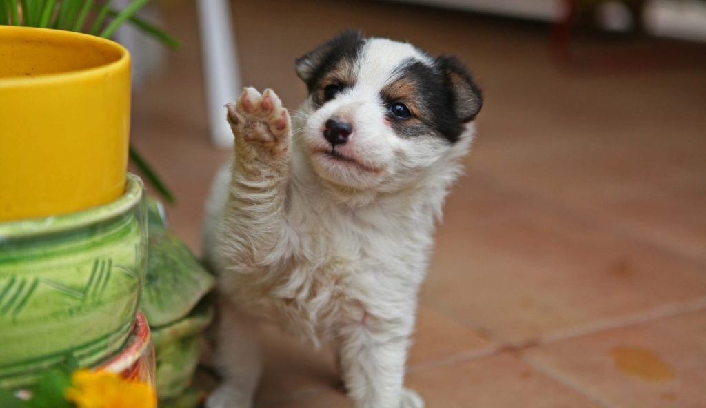 Picture of a cute Fox Terrier puppy.