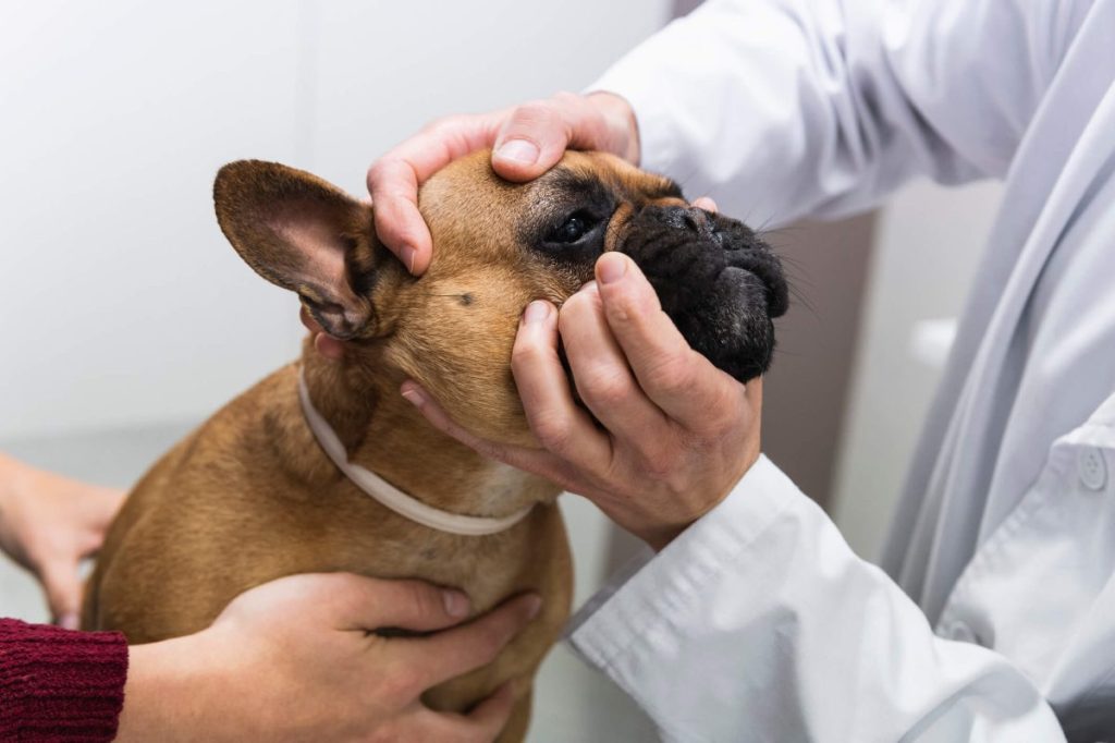 Vet checking French Bulldog’s face for skin fold dermatitis or intertrigo.