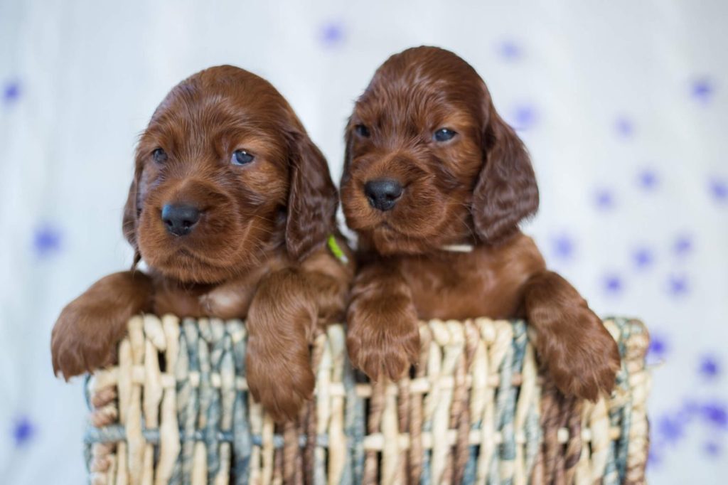 Two Irish Setter puppies in a basket.