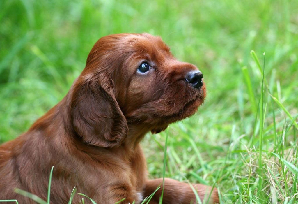 Cute Irish Setter puppy dog in the grass, looking up.