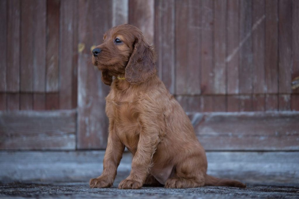 Irish Setter puppy sits in front of the gate outside.