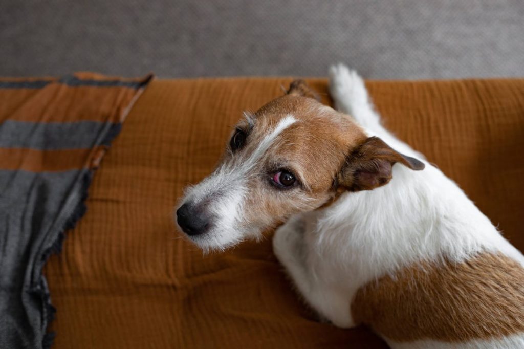 Dog with red eye — one of the symptoms of scleritis.