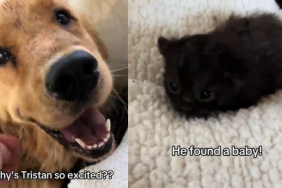 Golden Retriever finds kitten in backyard